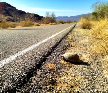 Desert tortoise (Gopherus agassizii) crossing the road photo