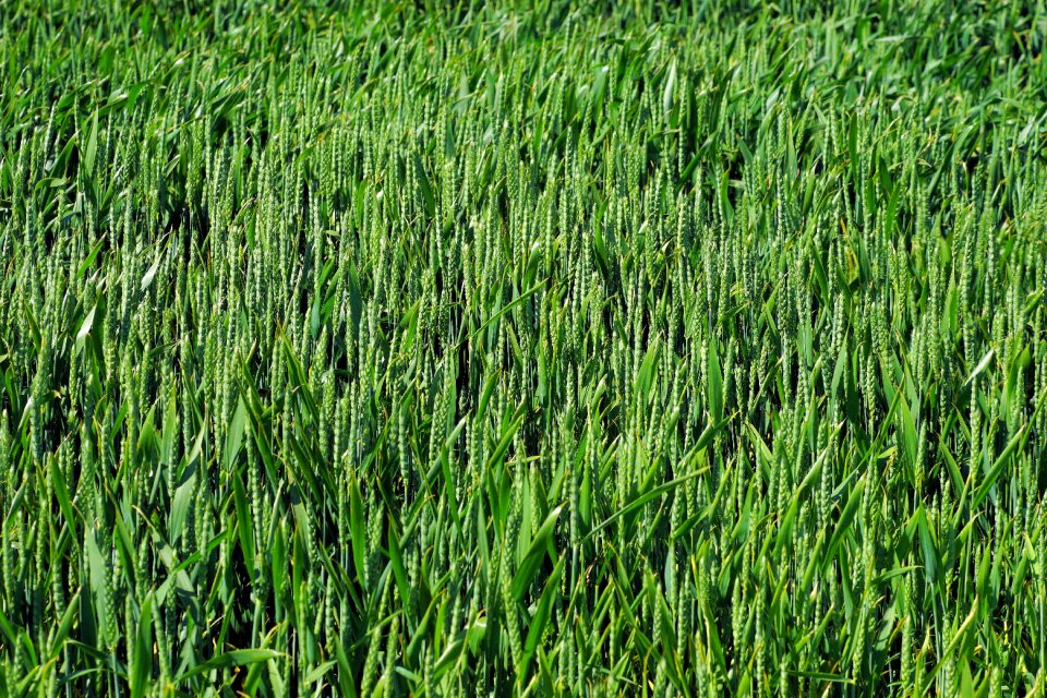 Cereals wheat grain