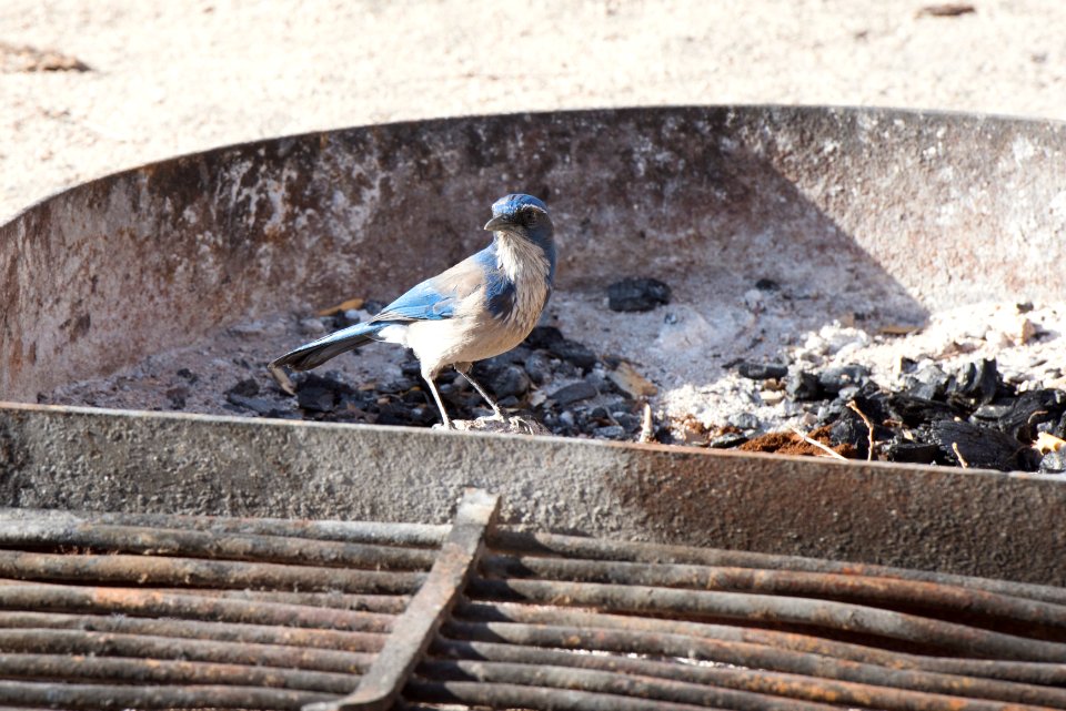 Scrub Jay in fire pit