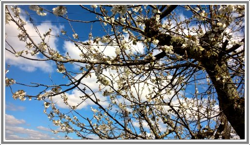 Cerisier en fleurs photo