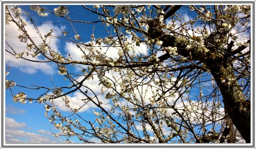 Cerisier en fleurs