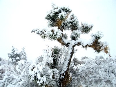 Snow on Joshua tree photo