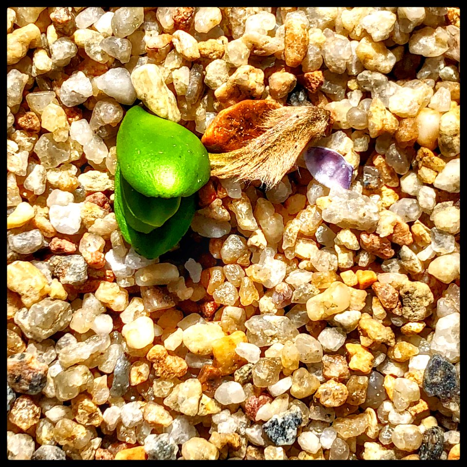Propágulo do Mangue Preto (Avicennia schaueriana).