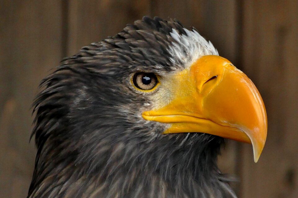 Animal wildlife icon