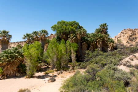 Cottonwood Spring Oasis