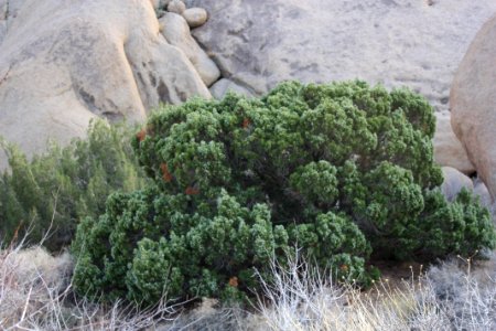 California juniper (Juniperus califonica); Split Rock Loop Trail