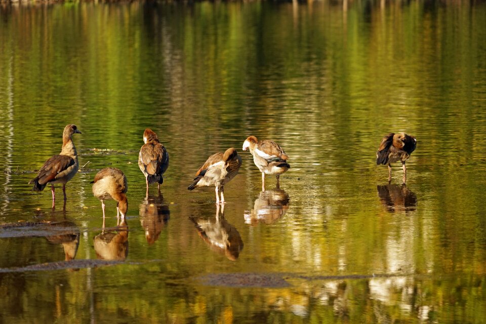 Water water bird duck family
