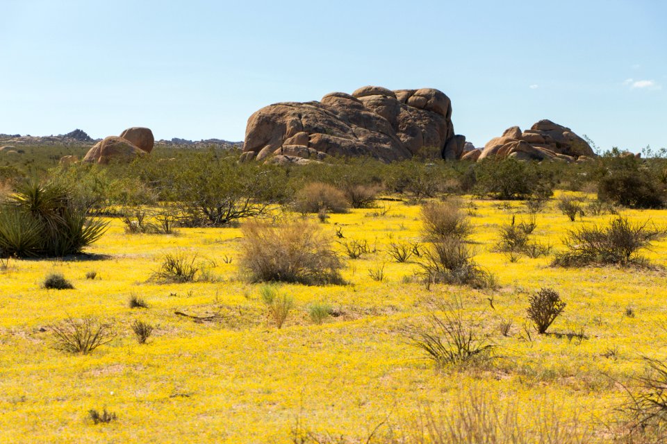 Summer Wildflowers near Stirrup Tank; 8/7/15