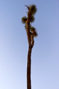 Joshua tree in Lost Horse Valley photo