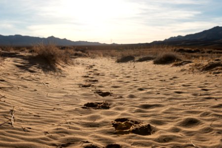 Mojave Preserve Kelso Dunes photo
