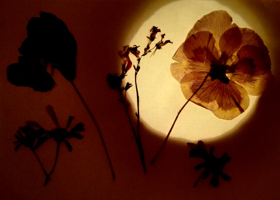 Clin d' œil à Irving Penn