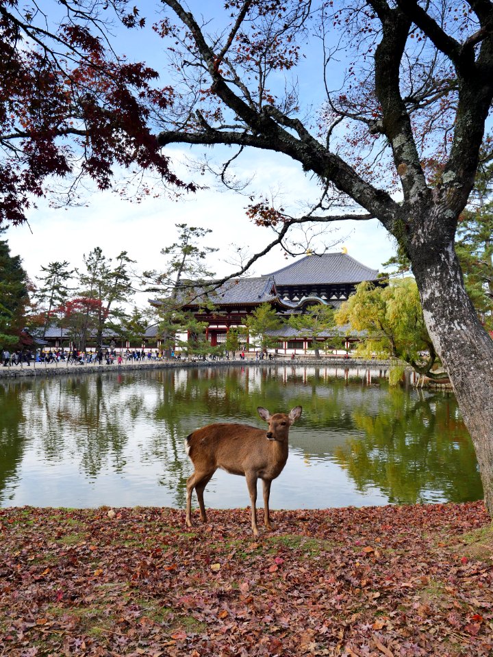 奈良の鹿と東大寺