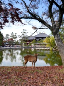 奈良の鹿と東大寺 photo