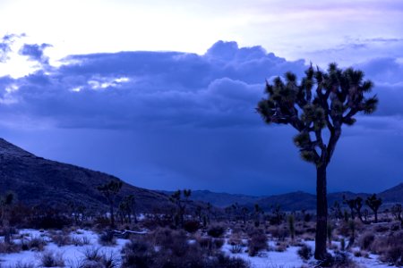 Joshua tree (Yucca brevifolia) photo