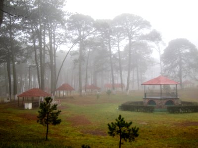 Foggy Morning