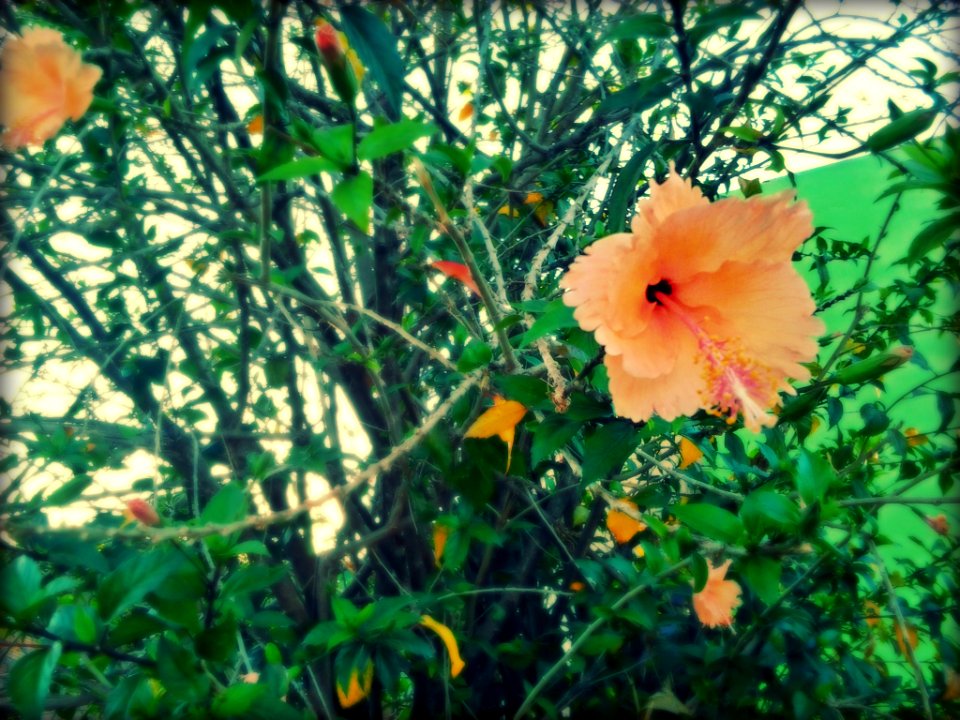 I put a flower in your hair