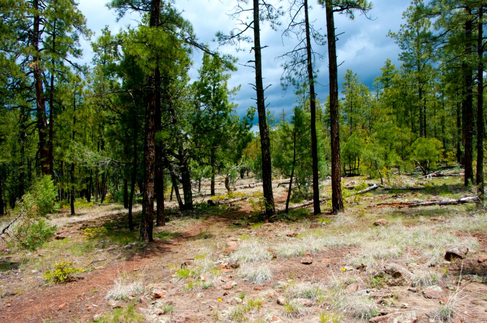 Dorsey Trail No. 7
