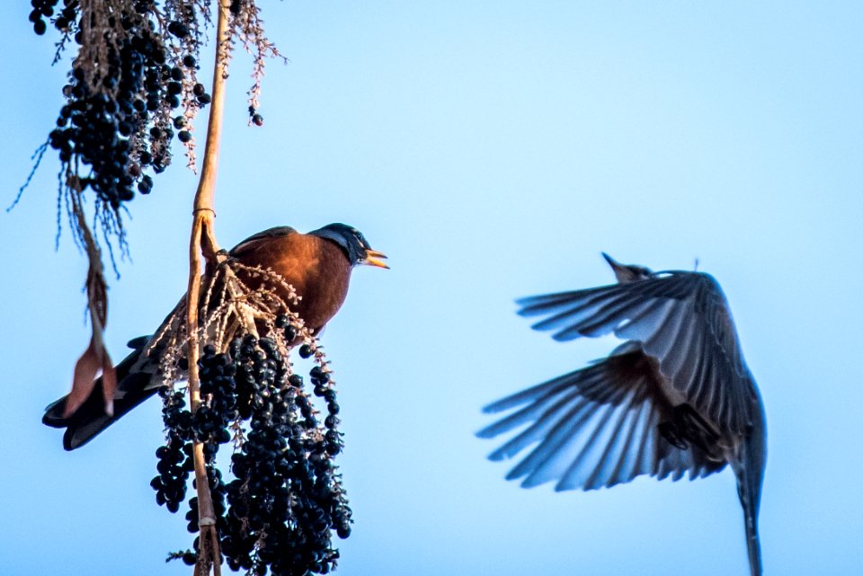 American Robin (Turdus migratorius) eating palm fruit