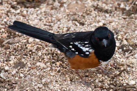 Spotted Towhee