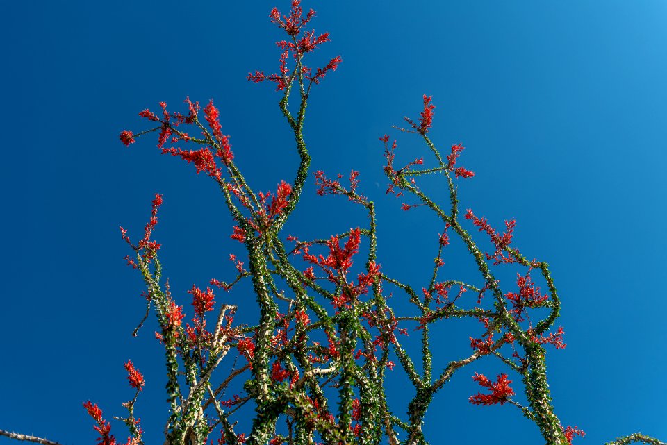 Flowering Ocotillo ((fouquieria splendens)