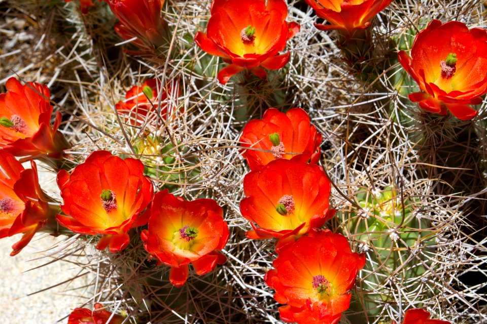 Mojave mound, Echinocereus mojavensis