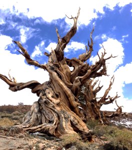 Ancient Bristlecone Pine Forest