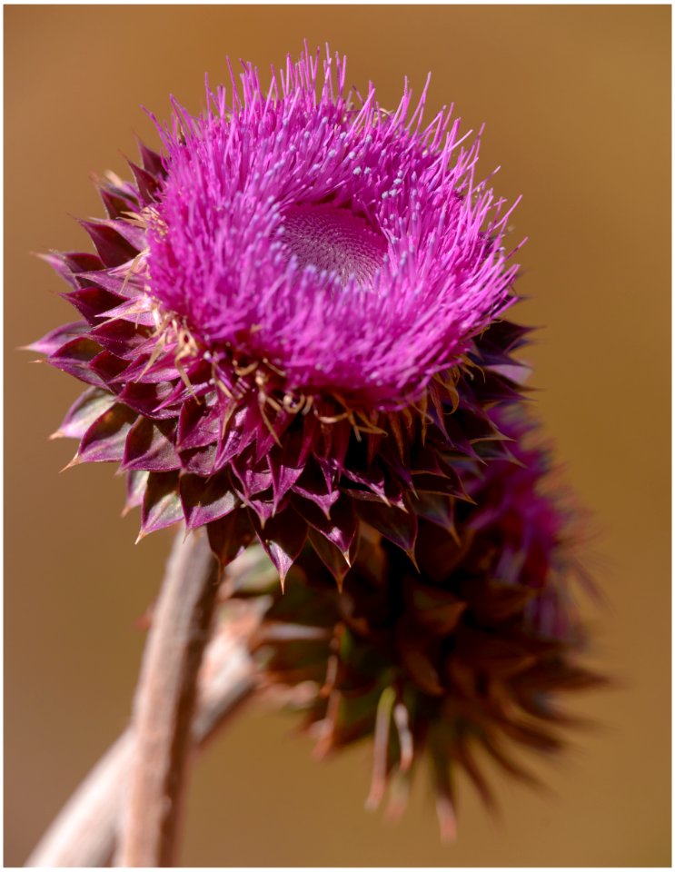 Carduus nutans