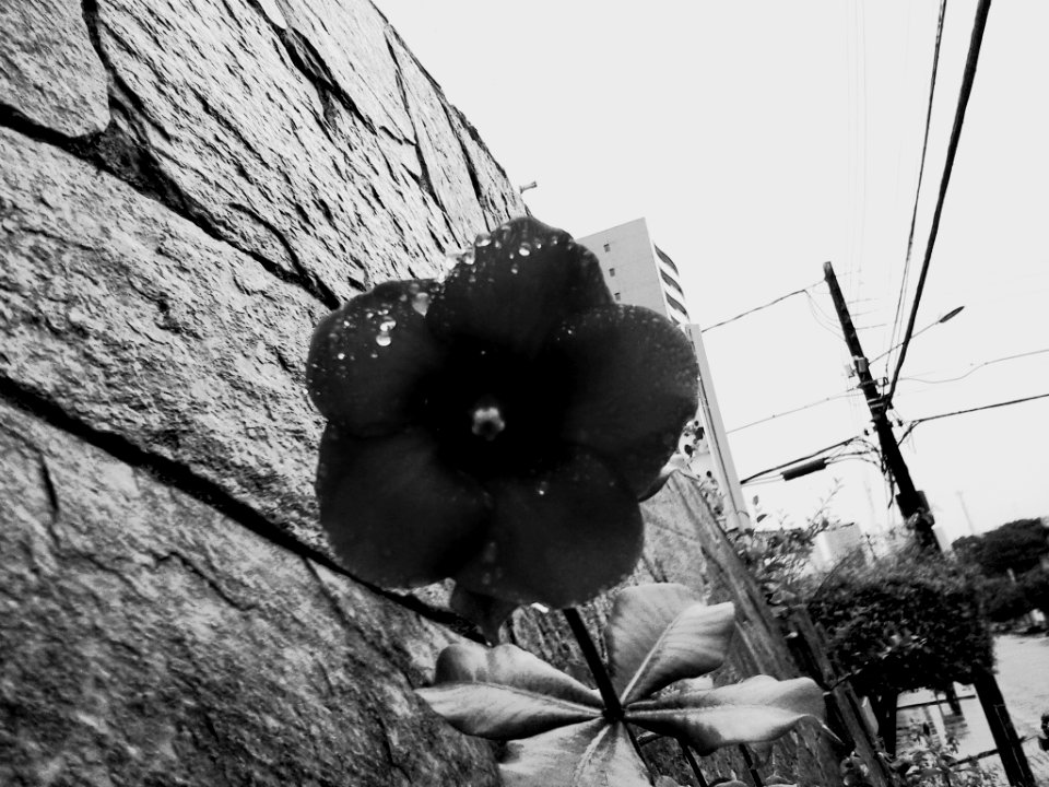 Devagarzinho, flor em flor