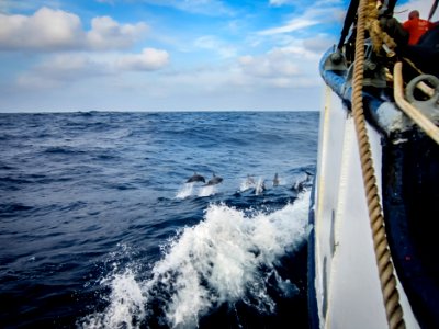 Dolphins Playing