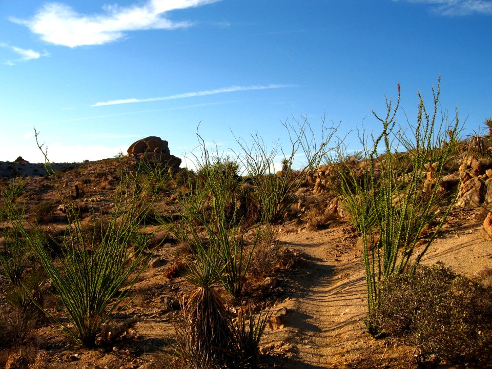 Ocotillo (Fouquieria splendens); Lost Palms Trail