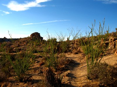 Ocotillo (Fouquieria splendens); Lost Palms Trail