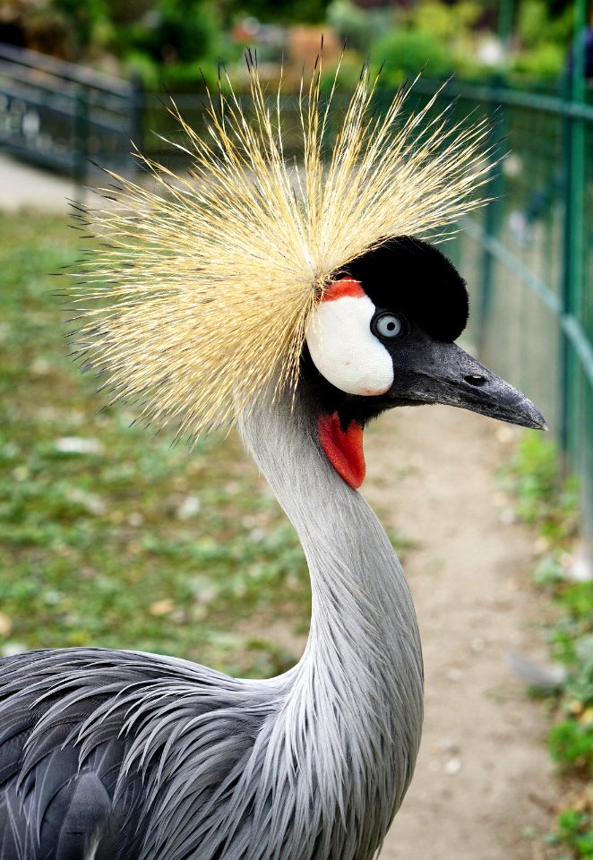 Grey Crowned Crane