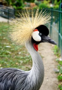 Grey Crowned Crane