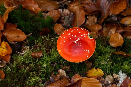 Forest floor toadstool mushroom
