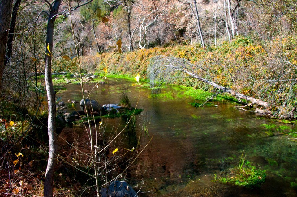 Fossil Springs Wilderness: Springs Area