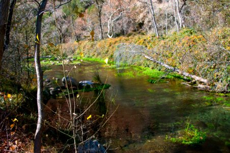 Fossil Springs Wilderness: Springs Area