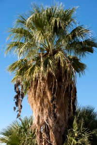 Fruits of the desert palm trees