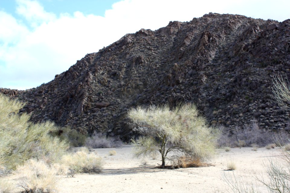 Blue palo verde (Cercidium floridum); Cottonwood Canyon