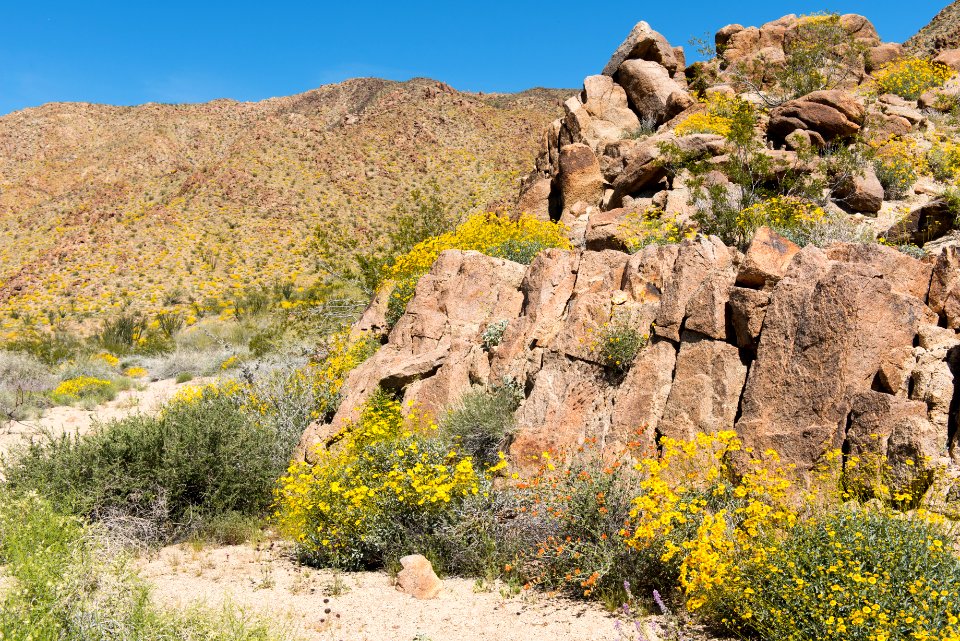 Brittlebush blooming in Cottonwood Canyon; 3/24/17