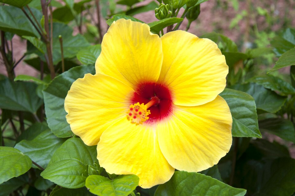 Leaves plant hibiscus