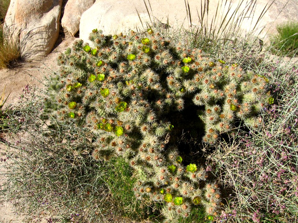 Cylindropuntia echinocarpa, Hidden Valley
