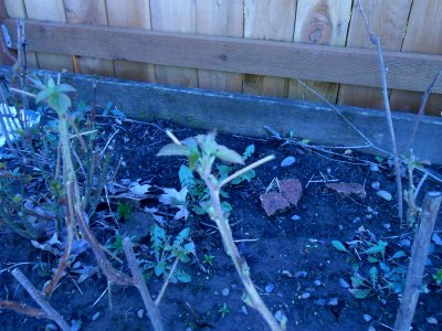Raspberry - Early Leaves (3)