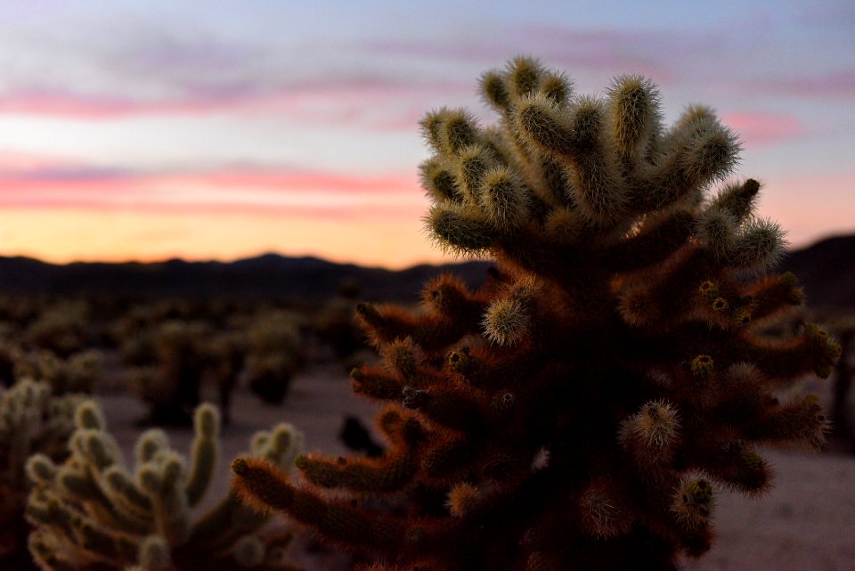 Sunset at Cholla Cactus Garden
