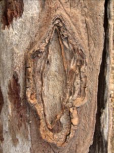 Joshua tree (Yucca brevifolia) detail of wood; Quail Wash