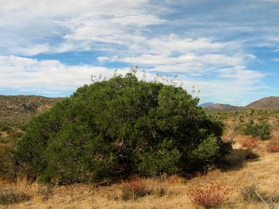 Oak (Quercus sp.); Juniper Flats area