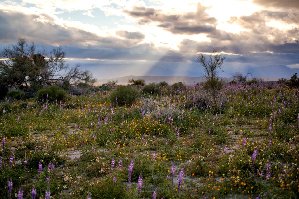 February 2019 Arizona lupine (Lupinus arizonicus) wildflowers on the bajada (Cottonwood)