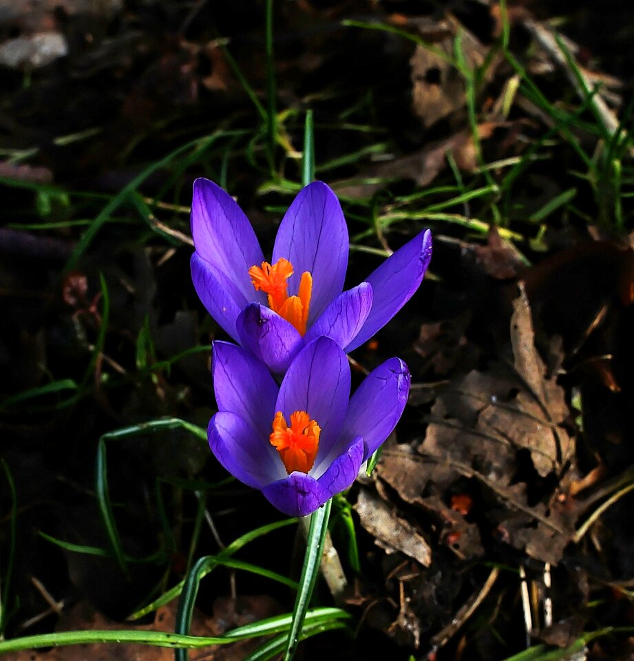 Spring flowers plant garden