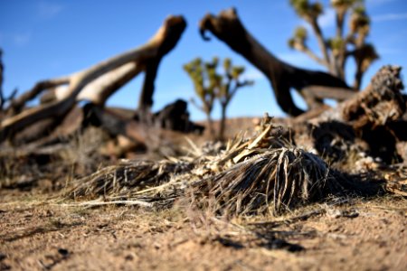 Burned Joshua Tree