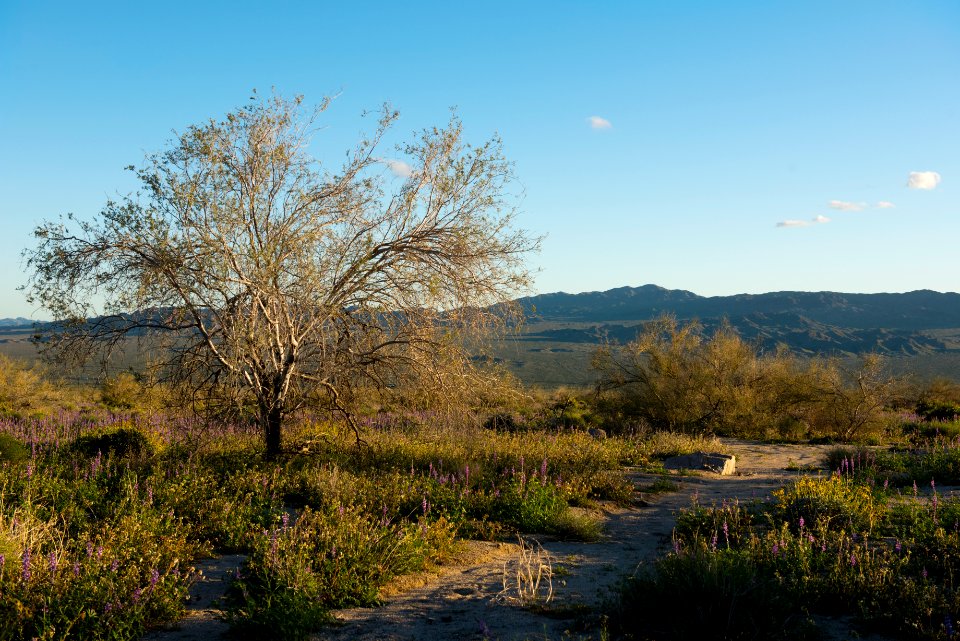 Tree and wildflowers near Cottonwood Visitor Center
