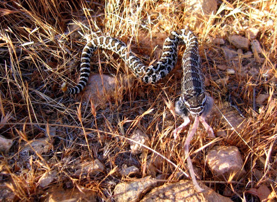 Pacific rattlesnake (Crotalus Oreganus) juvenile eating